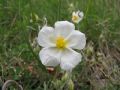 Helianthemum apenninum